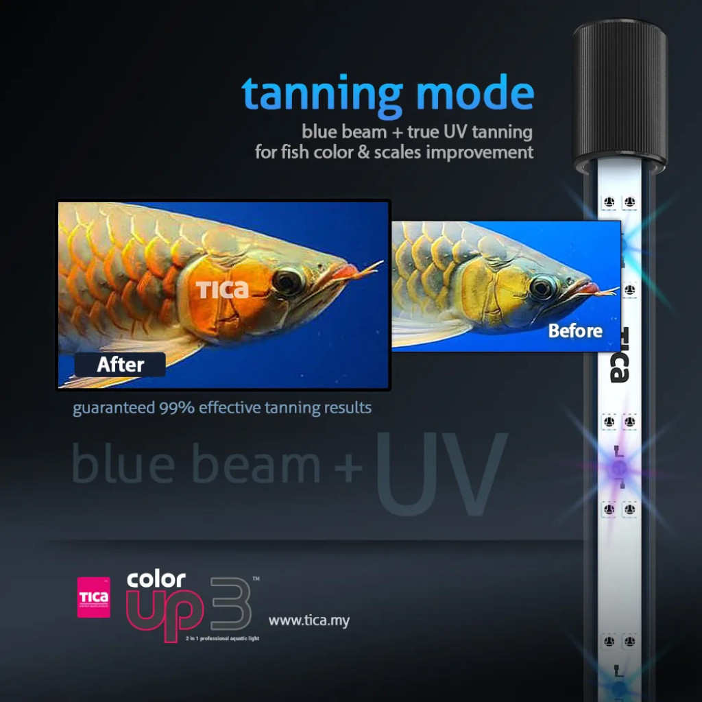 TICA COLOR UP 3 (2 in 1) Arowana Tanning Light | Enhance Arowana